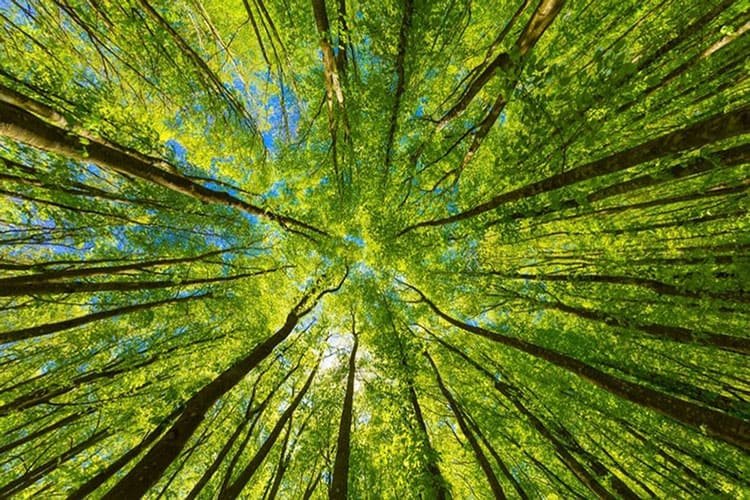 Bosque de la sierra de Madrid donde se desarrollan las rutas infantiles de Custodios de la Creación